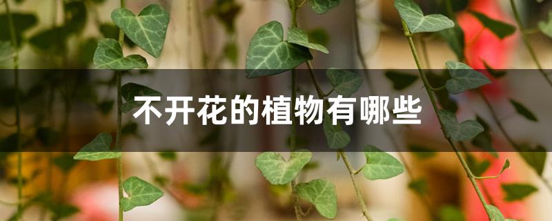 不开花的植物有哪些 不开花的植物有哪些