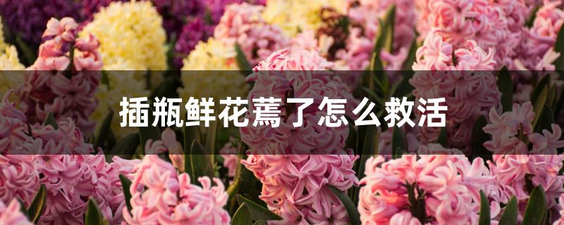 插瓶鲜花蔫了怎么救活 插瓶鲜花蔫了怎么救活