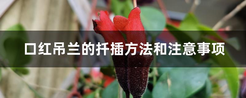 口红吊兰的扦插方法和注意事项 口红吊兰的扦插方法和注意事项