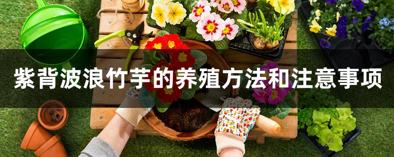 紫背波浪竹芋的养殖方法和注意事项 紫背波浪竹芋的养殖方法和注意事项