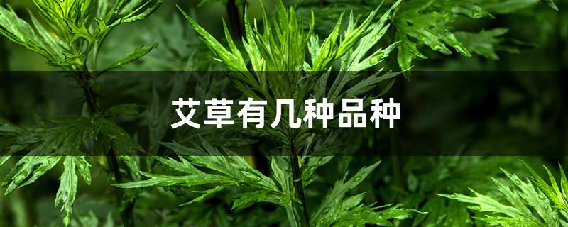 艾草有几种品种 艾草有几种品种