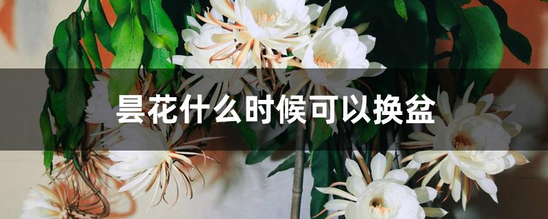 昙花什么时候可以换盆 昙花什么时候可以换盆