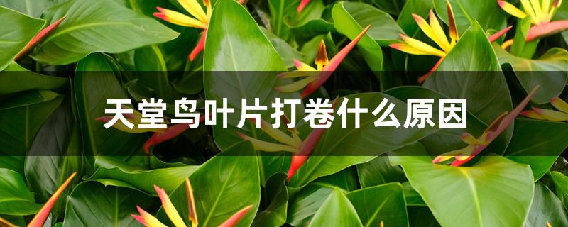 天堂鸟叶片打卷什么原因 天堂鸟叶片打卷什么原因