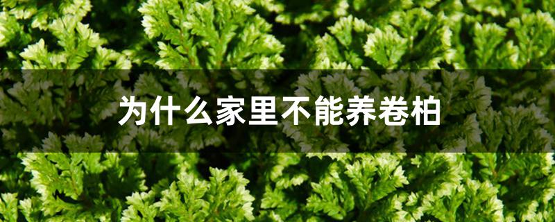 为什么家里不能养卷柏 为什么家里不能养卷柏