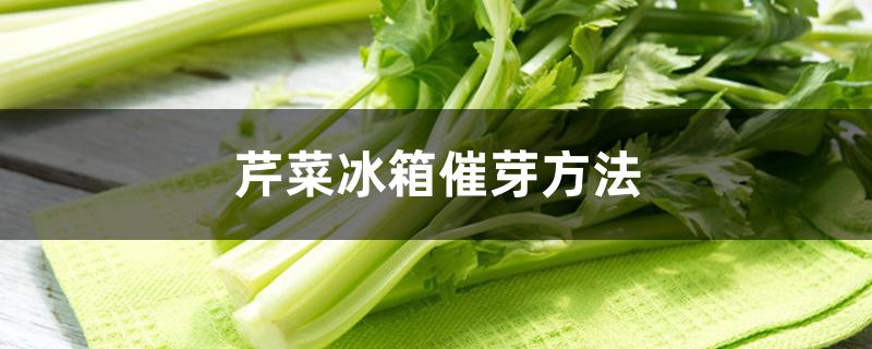 芹菜冰箱催芽方法 芹菜冰箱催芽方法