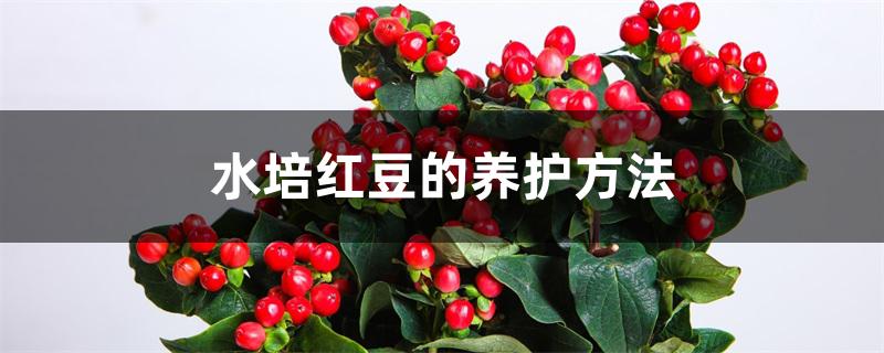 水培红豆的养护方法 水培红豆的养护方法