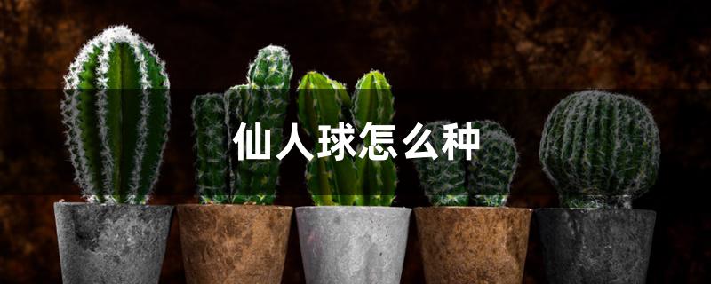 仙人球怎么种 仙人球怎么种