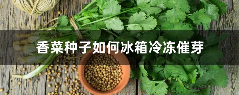 香菜种子如何冰箱冷冻催芽 香菜种子如何冰箱冷冻催芽