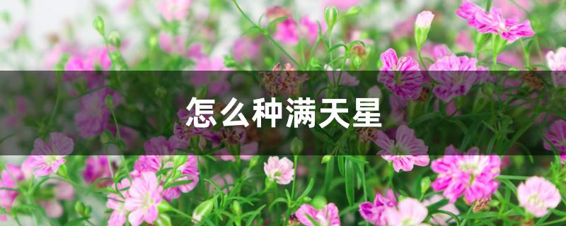 怎么种满天星 怎么种满天星
