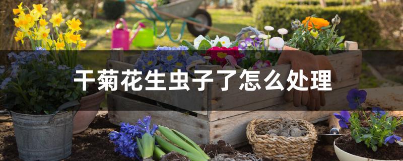 干菊花生虫子了怎么处理 干菊花生虫子了怎么处理