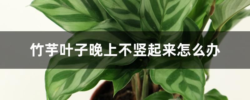 竹芋叶子晚上不竖起来怎么办 竹芋叶子晚上不竖起来怎么办