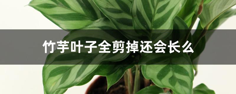 竹芋叶子全剪掉还会长么 竹芋叶子全剪掉还会长么
