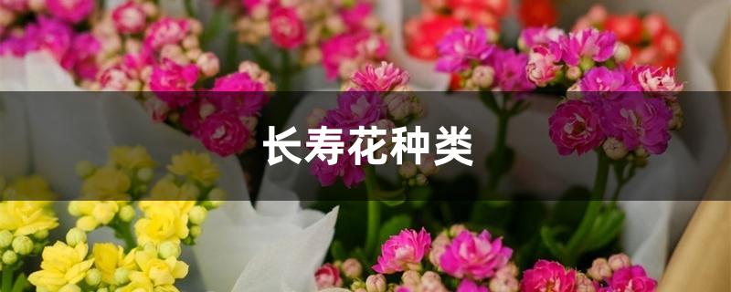 长寿花种类 长寿花种类
