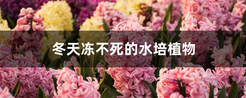 冬天冻不死的水培植物 冬天冻不死的水培植物