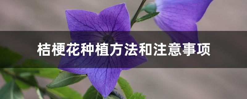 桔梗花种植方法和注意事项 桔梗花种植方法和注意事项
