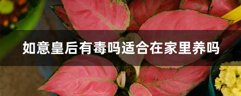 如意皇后有毒吗适合在家里养吗 如意皇后有毒吗适合在家里养吗