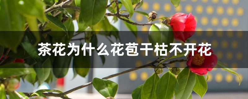 茶花为什么花苞干枯不开花 茶花为什么花苞干枯不开花