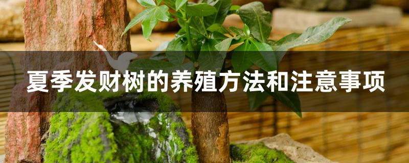 夏季发财树的养殖方法和注意事项 夏季发财树的养殖方法和注意事项