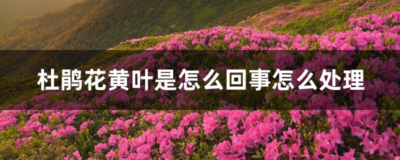 杜鹃花黄叶是怎么回事怎么处理 杜鹃花黄叶是怎么回事怎么处理