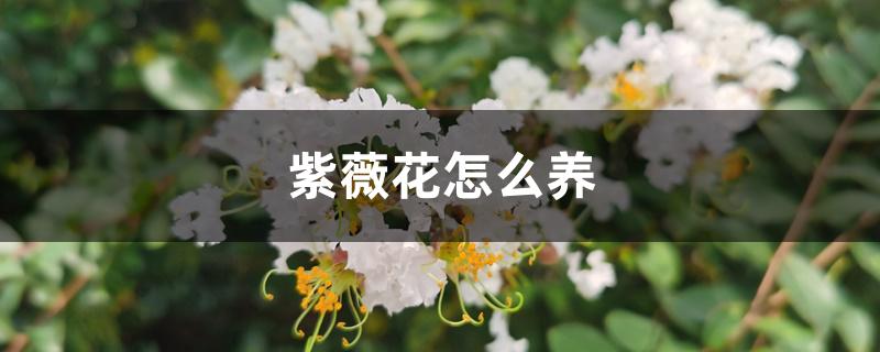 紫薇花怎么养 紫薇花怎么养