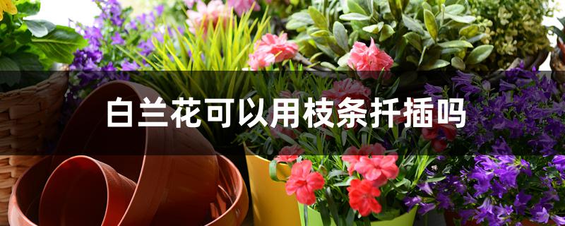 白兰花可以用枝条扦插吗 白兰花可以用枝条扦插吗