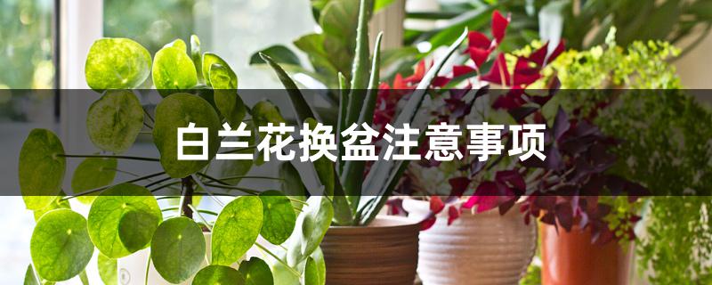 白兰花换盆注意事项 白兰花换盆注意事项