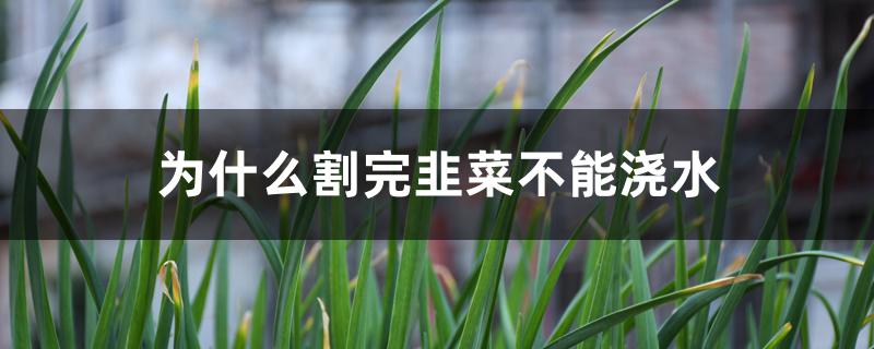 为什么割完韭菜不能浇水 为什么割完韭菜不能浇水