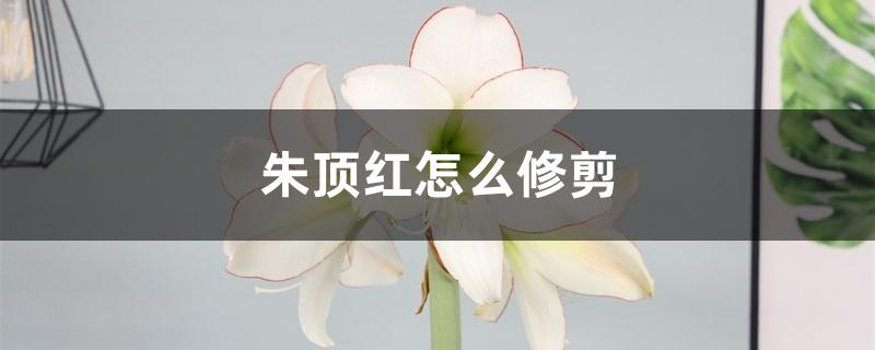 朱顶红怎么修剪 朱顶红怎么修剪