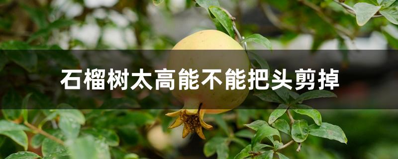 石榴树太高能不能把头剪掉 石榴树太高能不能把头剪掉