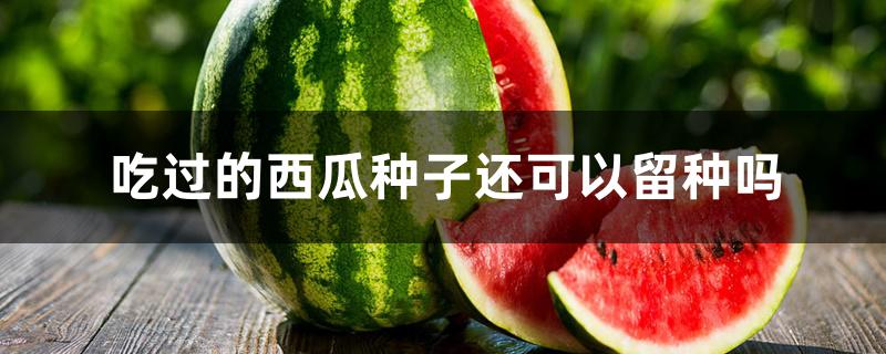 吃过的西瓜种子还可以留种吗 吃过的西瓜种子还可以留种吗