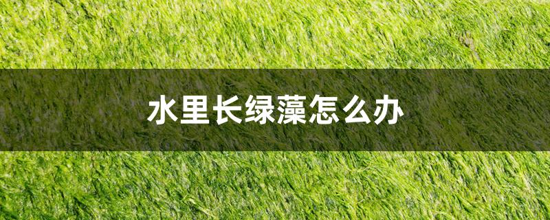 水里长绿藻怎么办 水里长绿藻怎么办