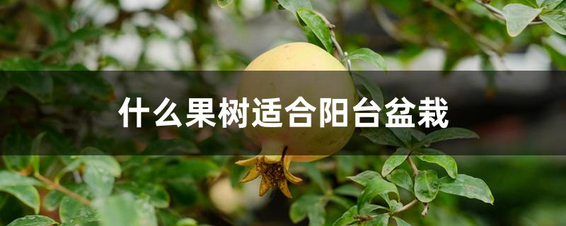 什么果树适合阳台盆栽 什么果树适合阳台盆栽