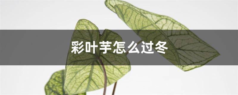 彩叶芋怎么过冬 彩叶芋怎么过冬