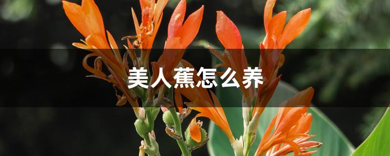美人蕉怎么养 美人蕉怎么养