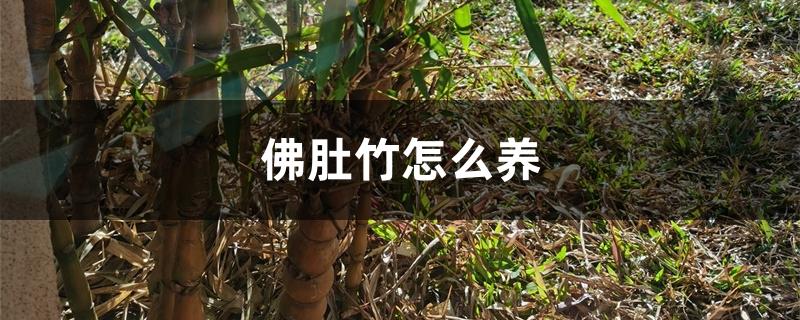 佛肚竹怎么养 佛肚竹怎么养