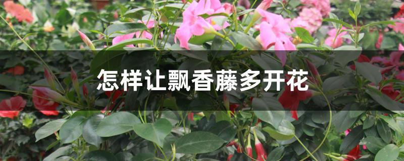 怎样让飘香藤多开花