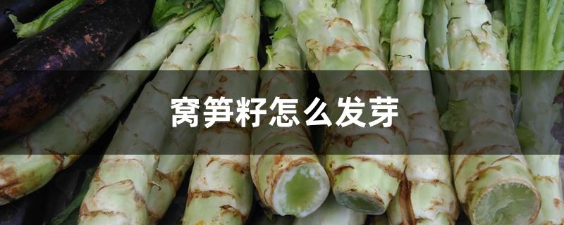 窝笋籽怎么发芽 窝笋籽怎么发芽