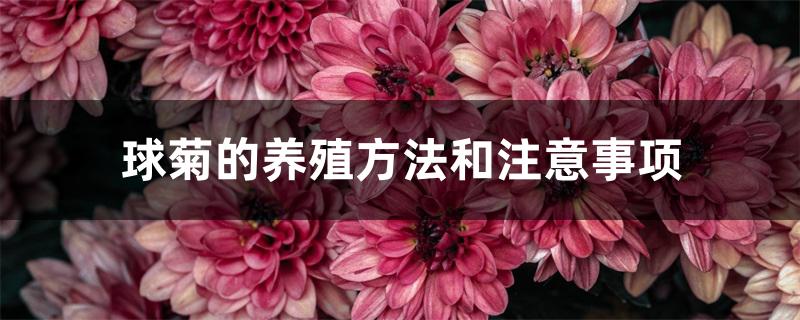 球菊的养殖方法和注意事项