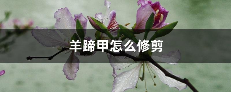 羊蹄甲怎么修剪 羊蹄甲怎么修剪