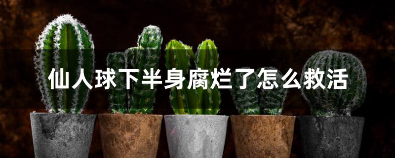 仙人球下半身腐烂了怎么救活 仙人球下半身腐烂了怎么救活