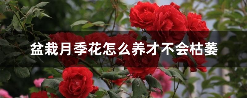 盆栽月季花怎么养才不会枯萎 盆栽月季花怎么养才不会枯萎