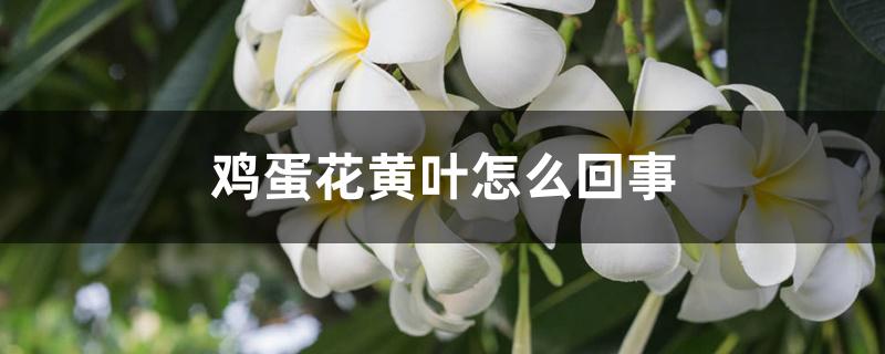 鸡蛋花黄叶怎么回事 鸡蛋花黄叶怎么回事