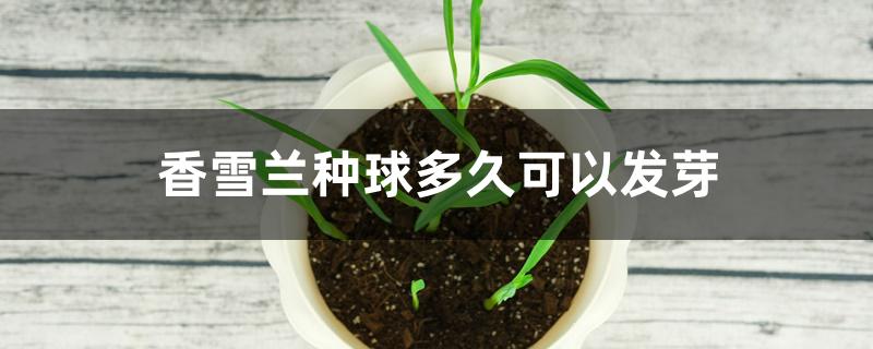 香雪兰种球多久可以发芽 香雪兰种球多久可以发芽