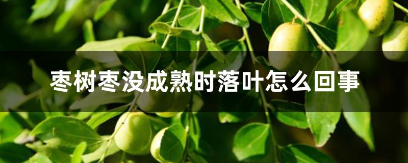 枣树枣没成熟时落叶怎么回事 枣树枣没成熟时落叶怎么回事