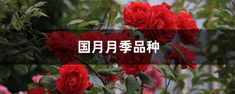 国月月季品种 国月月季品种