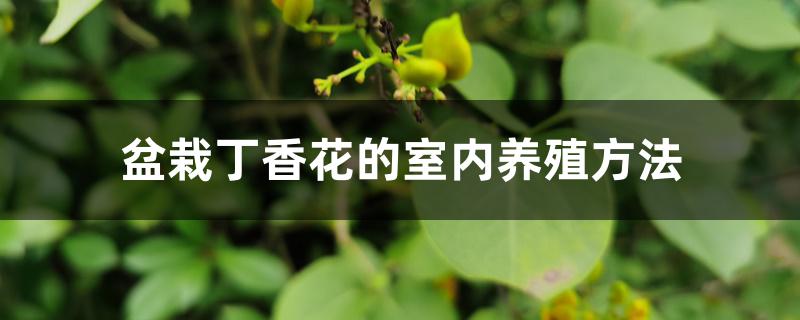盆栽丁香花的室内养殖方法 盆栽丁香花的室内养殖方法
