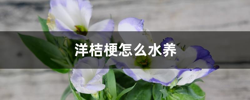 洋桔梗怎么水养 洋桔梗怎么水养