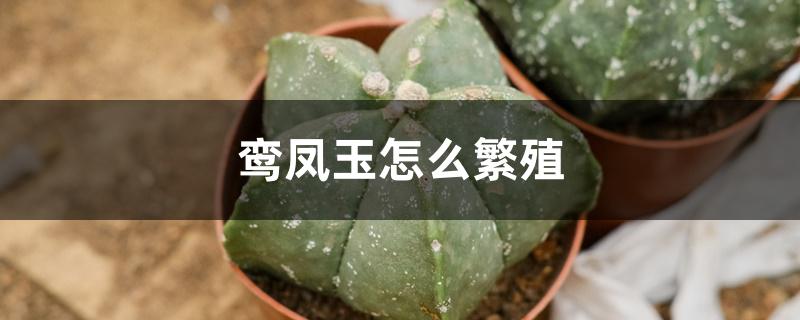 鸾凤玉怎么繁殖 鸾凤玉怎么繁殖