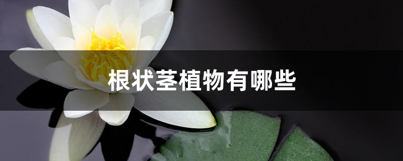 根状茎植物有哪些 根状茎植物有哪些