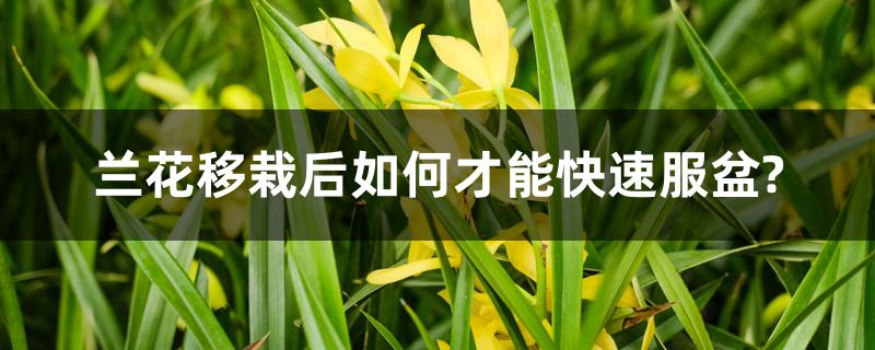 兰花移栽后如何才能快速服盆? 兰花移栽后如何才能快速服盆?